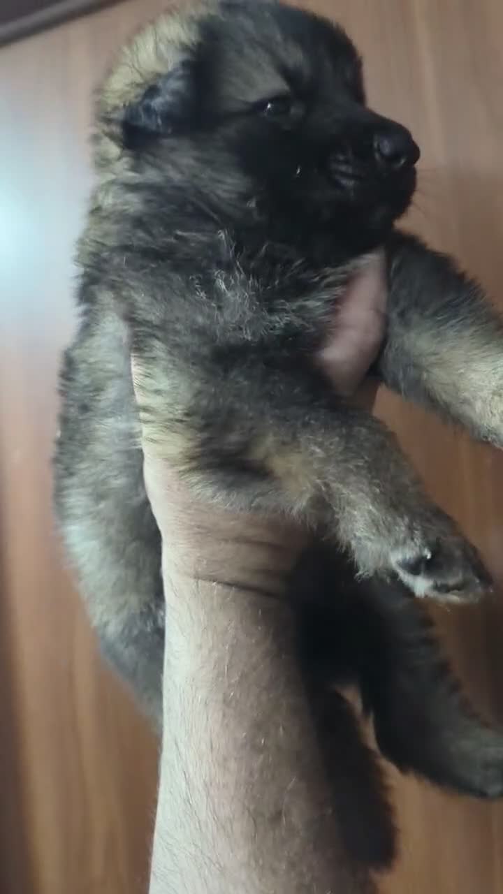 German Shepherd dogs for sale: Solo - Video 1