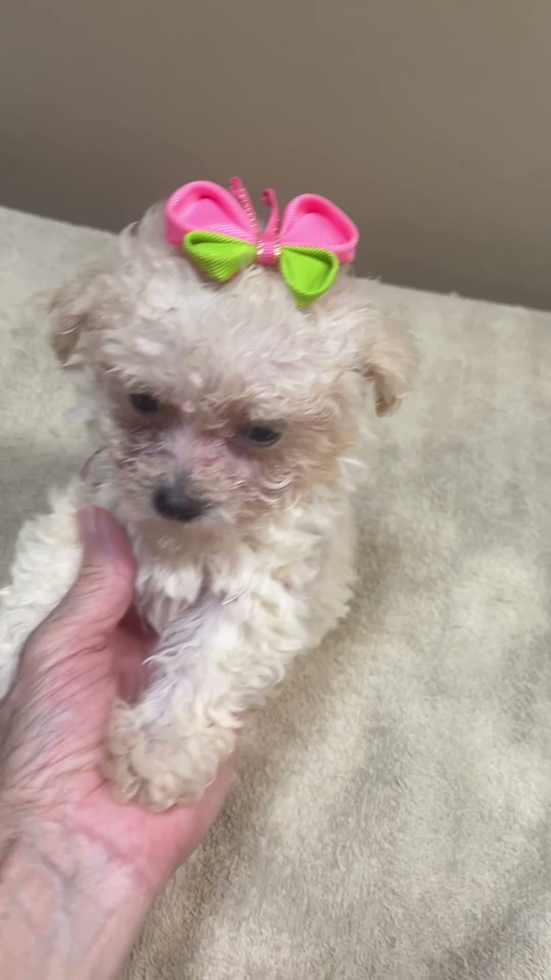 Maltipoo dogs for sale: TEACUP Maddie - Video 1