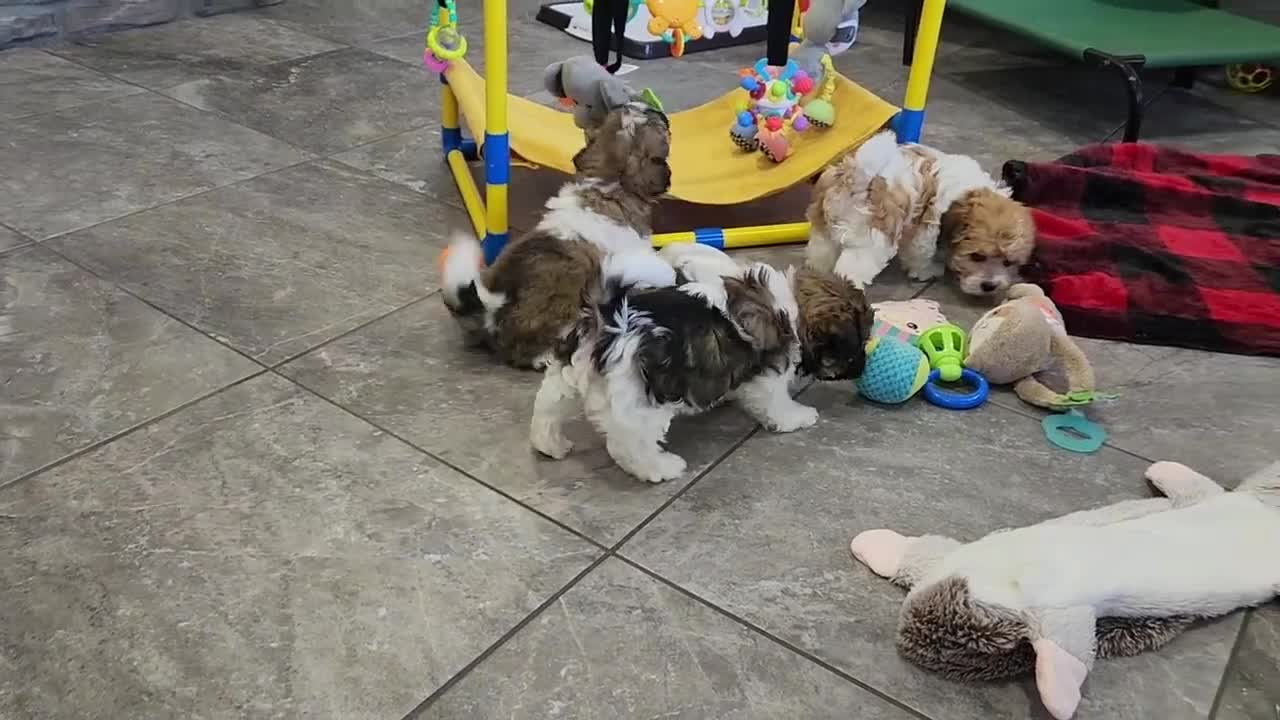 Havanese dogs for sale: DEXTER - Video 1