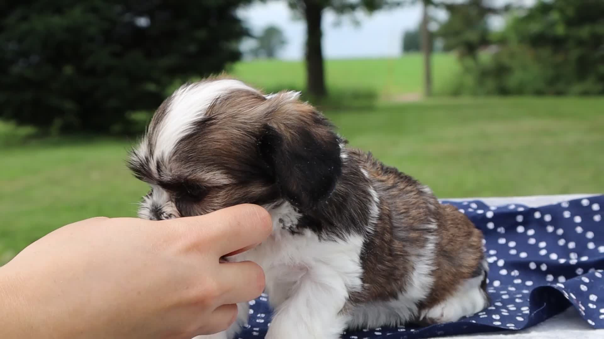 Mixed Breed dogs for sale: Nico - Video 1
