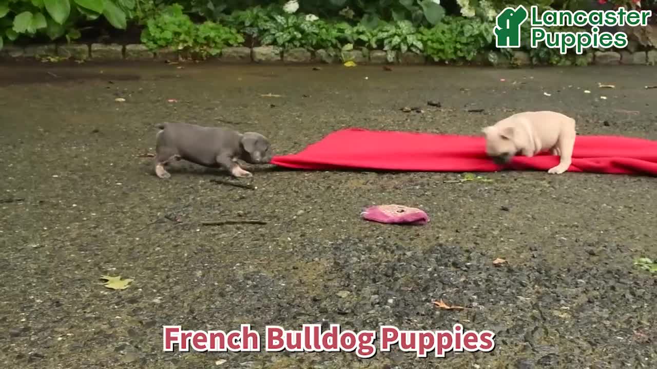French Bulldog dogs for sale: Carlotta - Video 1