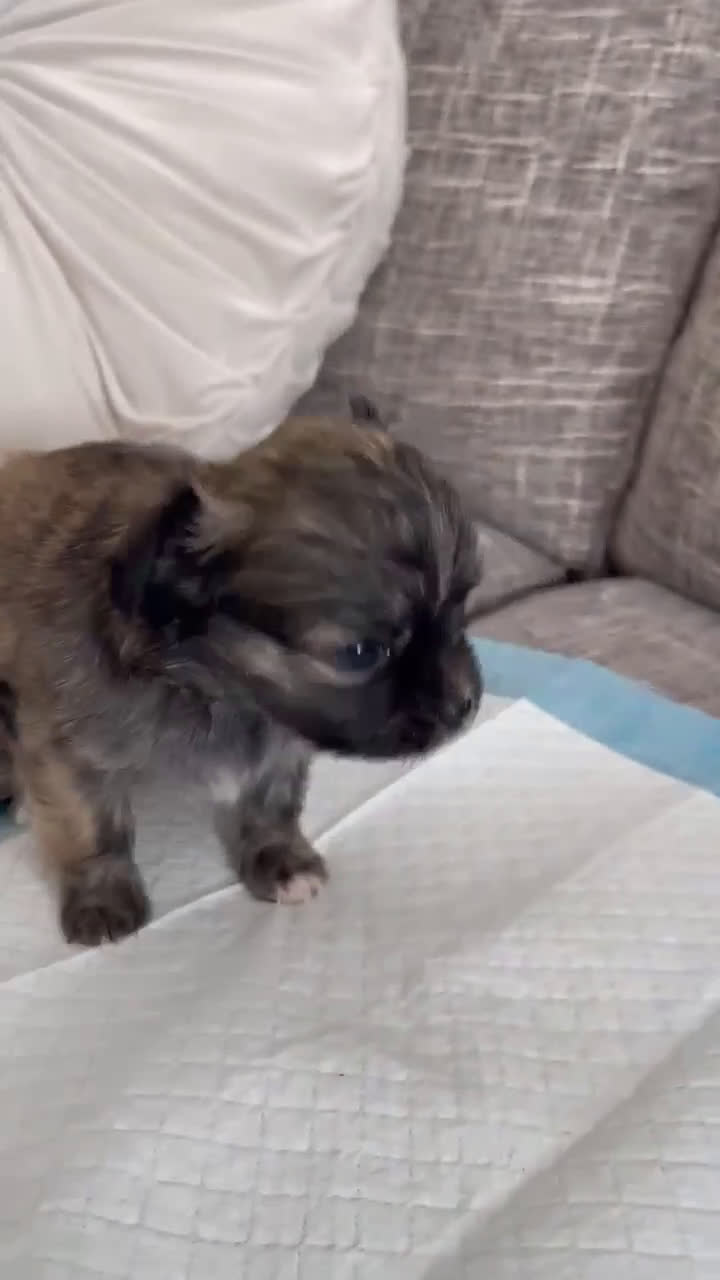 Chihuahua dogs for sale: Perry - Video 1
