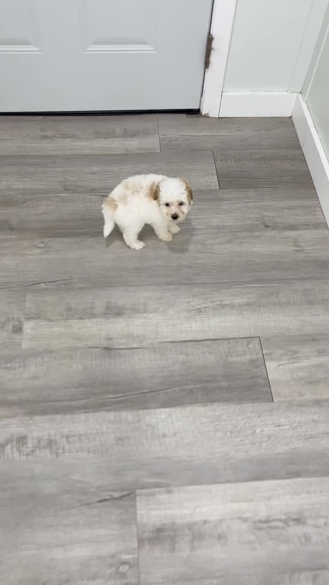 Toy Poodle dogs for sale: Brady - Video 1