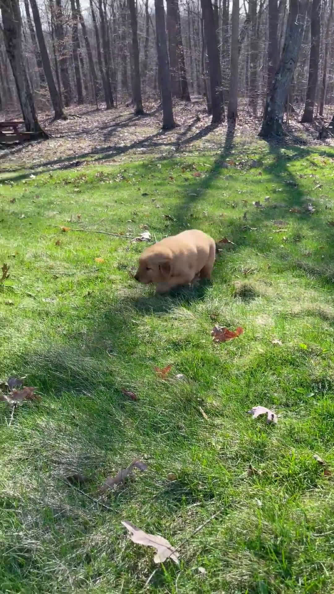 Golden Retriever dogs for sale: Duke - Video 2