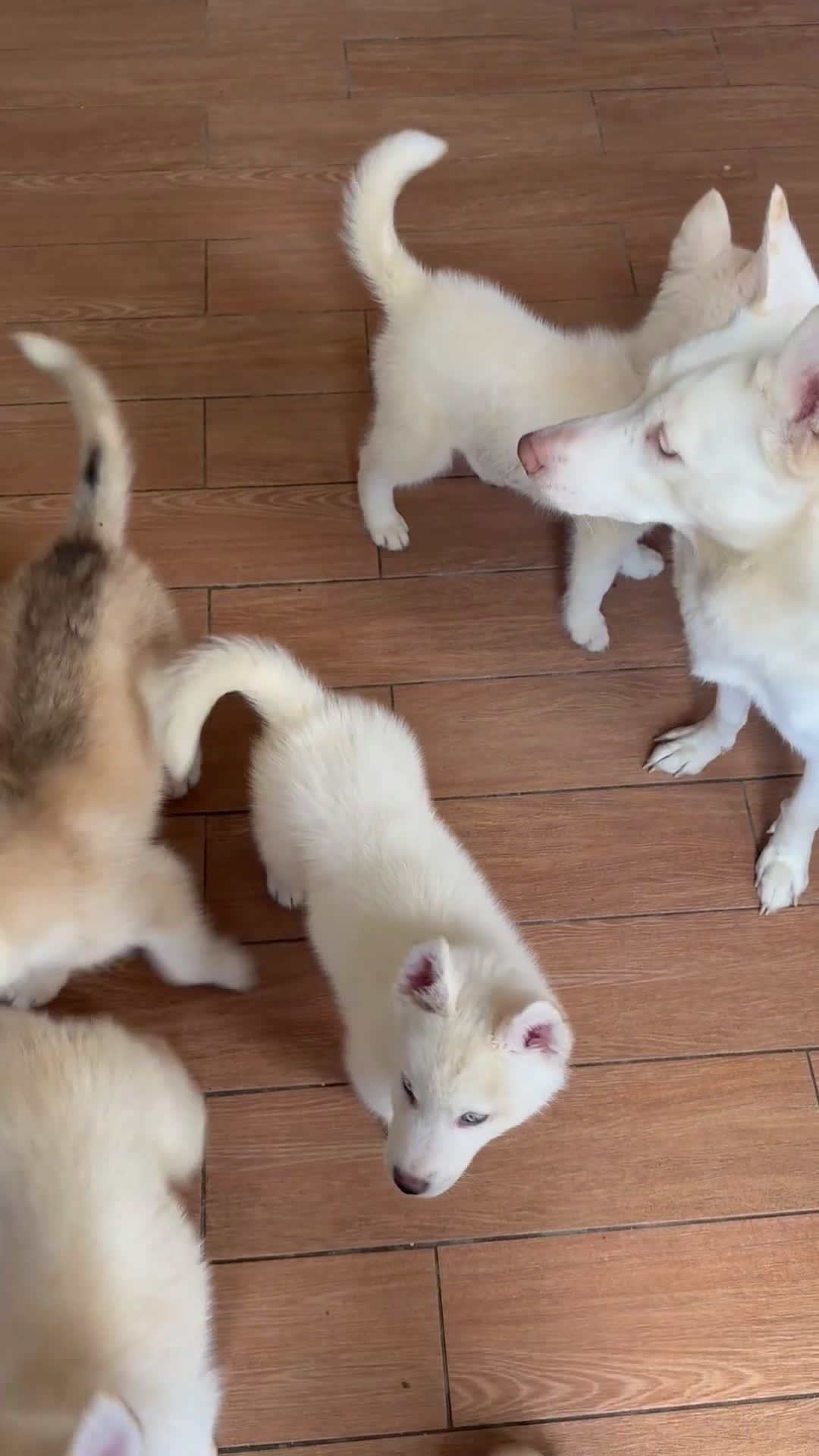 Siberian Husky dogs for sale: Siberian Husky Puppy 1 - Video 1