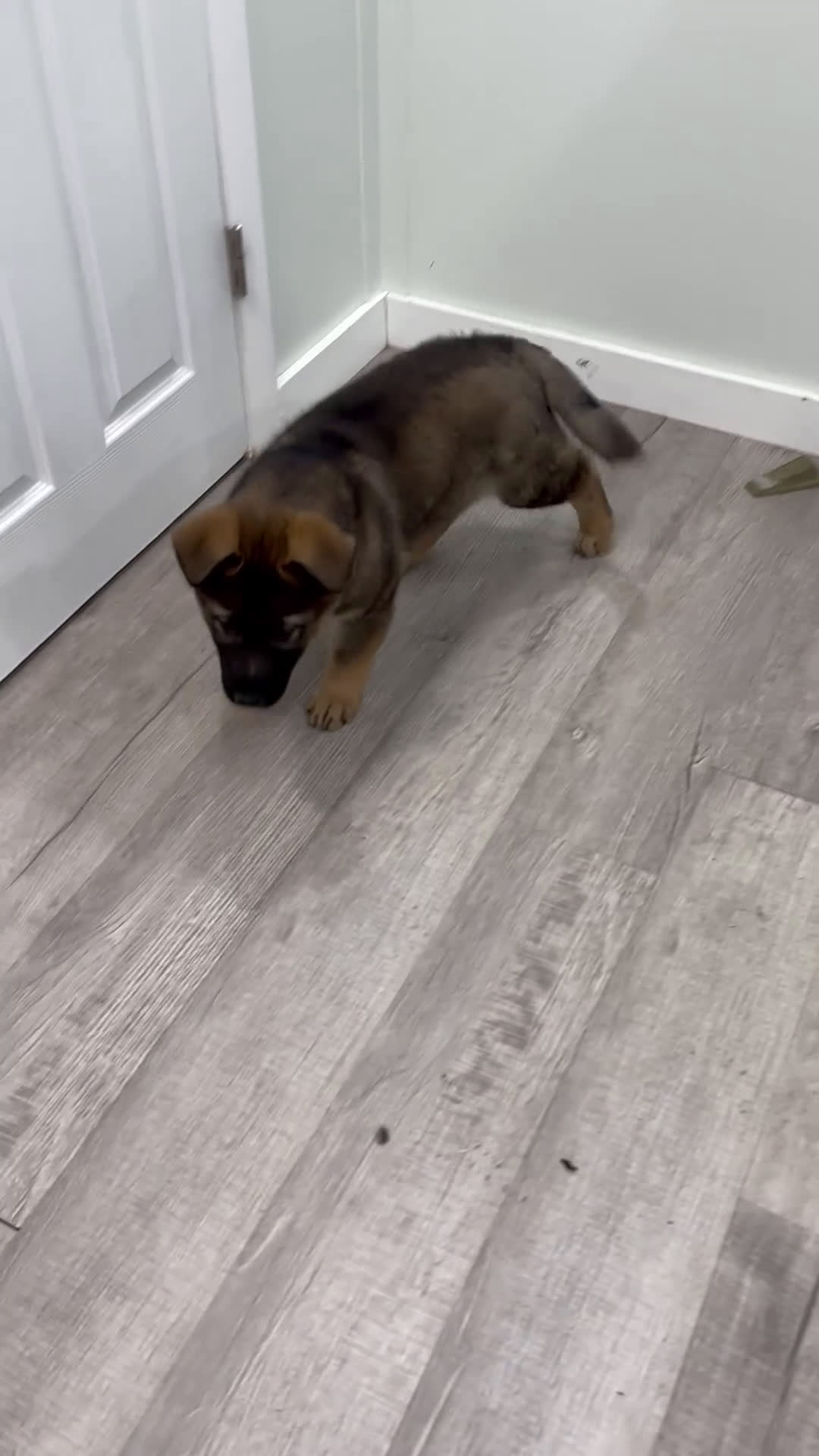 German Shepherd dogs for sale: Amos - Video 2