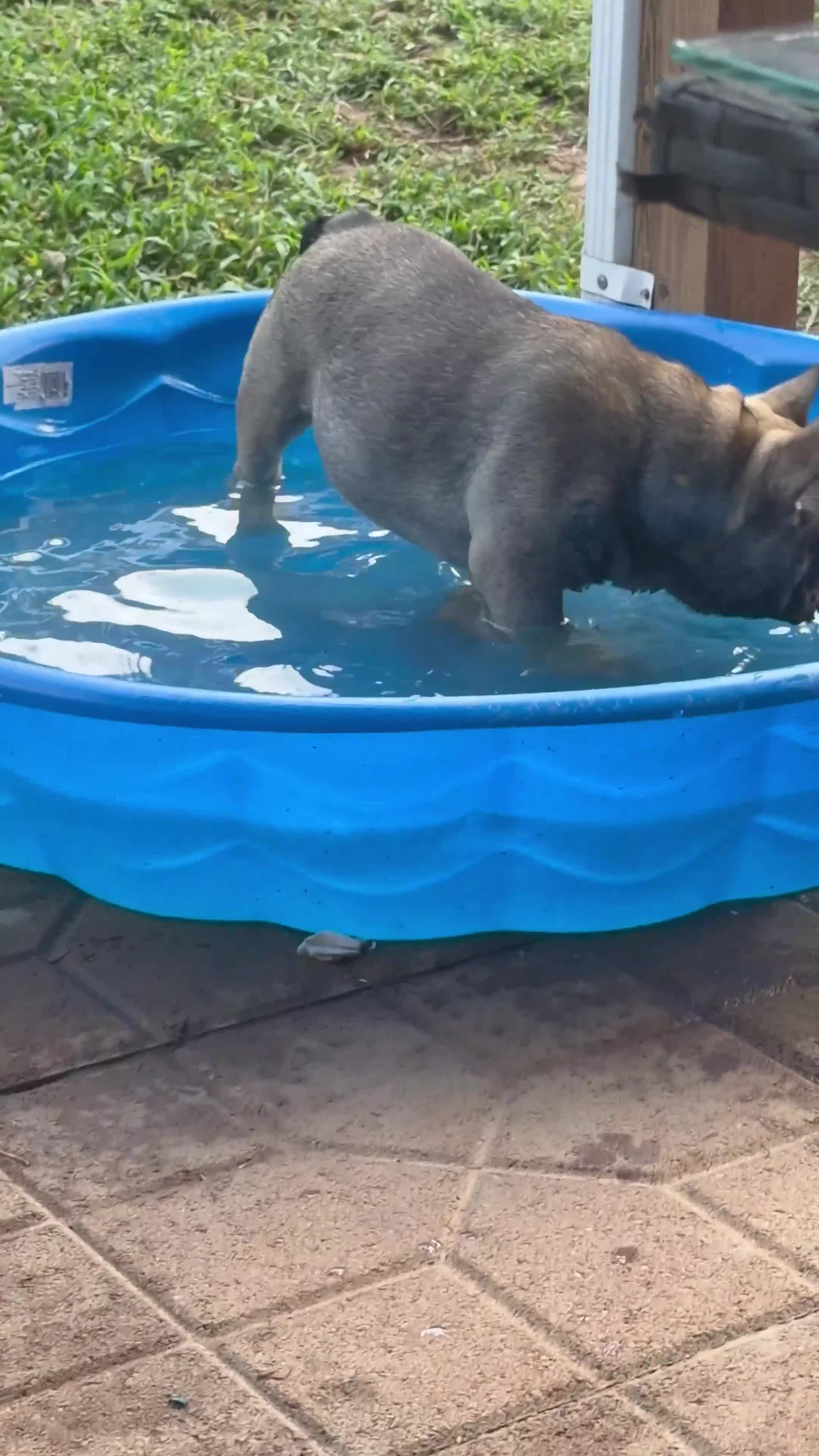French Bulldog dogs for sale: French Bulldog 1 - Video 1