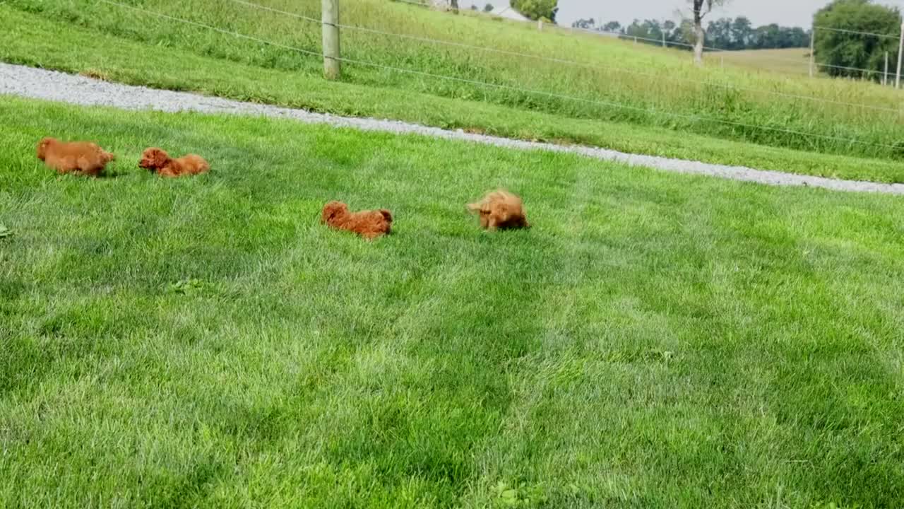Mini Goldendoodle dogs for sale: Dora - Video 1