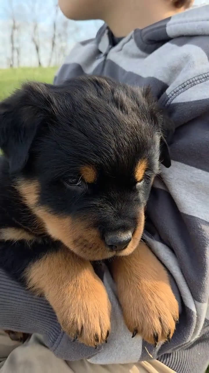 Rottweiler dogs for sale: Mr Buddy - Video 1