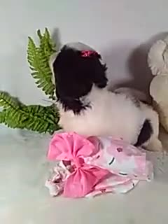 Shih Tzu dogs for sale: Baby - Video 1