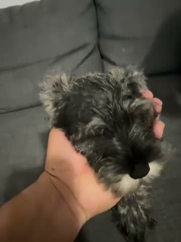 Schnoodle dogs for sale: Mini Schnauzer 3 - Video 1