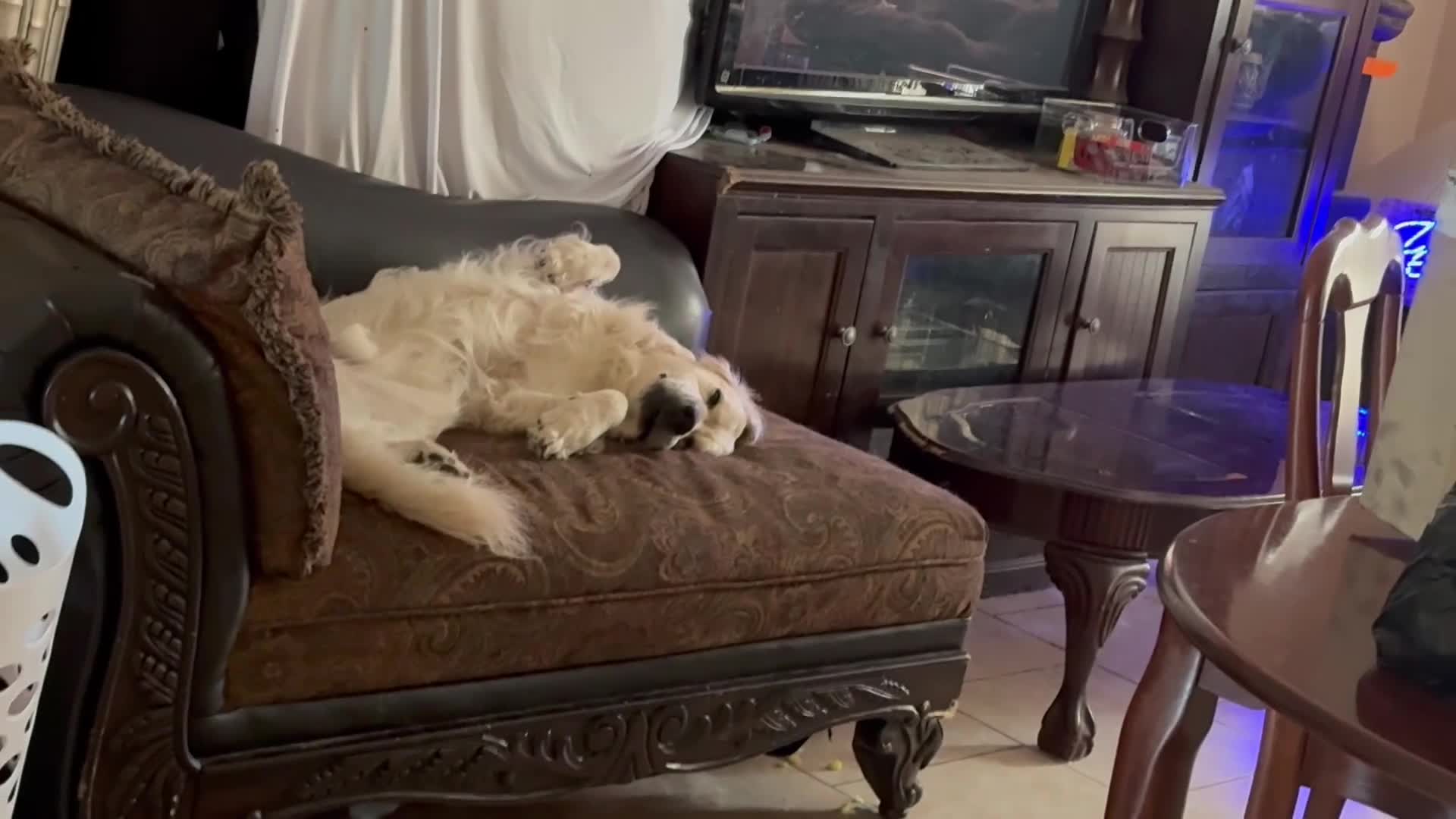 Golden Retriever dogs for sale: Nova - Video 1