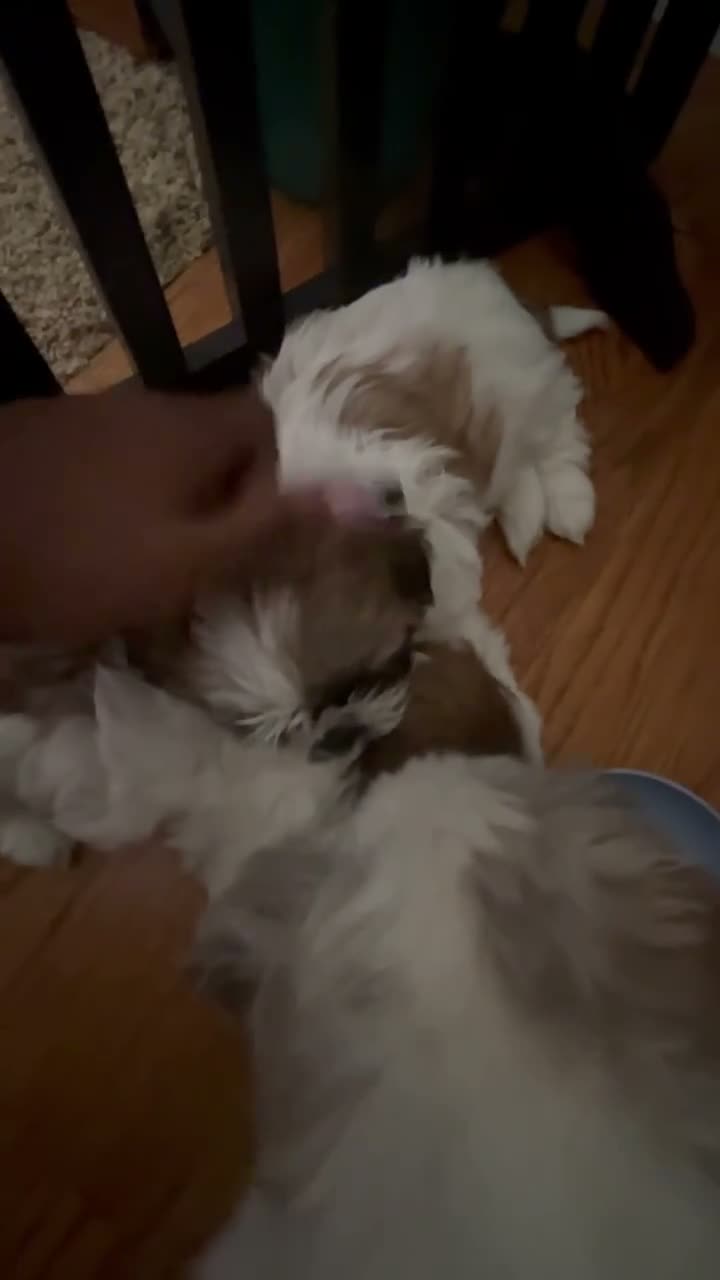 Shih Tzu dogs for sale: Shih Tzu 1 - Video 1