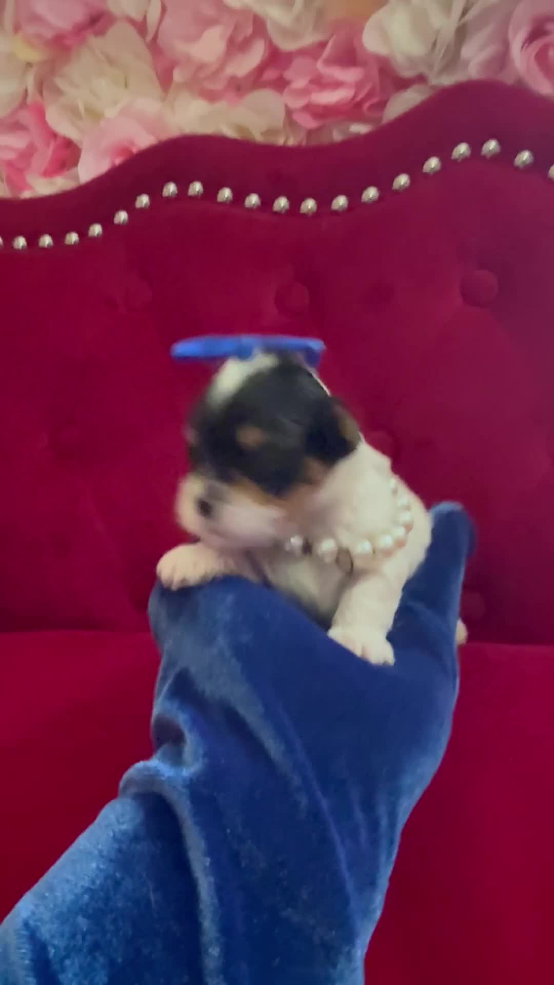 Morkie dogs for sale: Benz  - Video 1