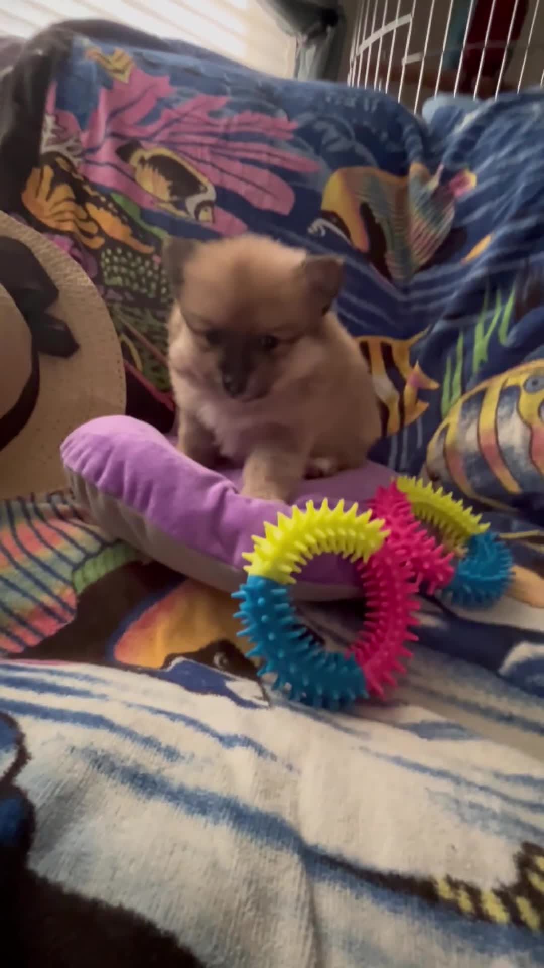 Pomeranian dogs for sale: Pomeranian Puppy 1 - Video 3