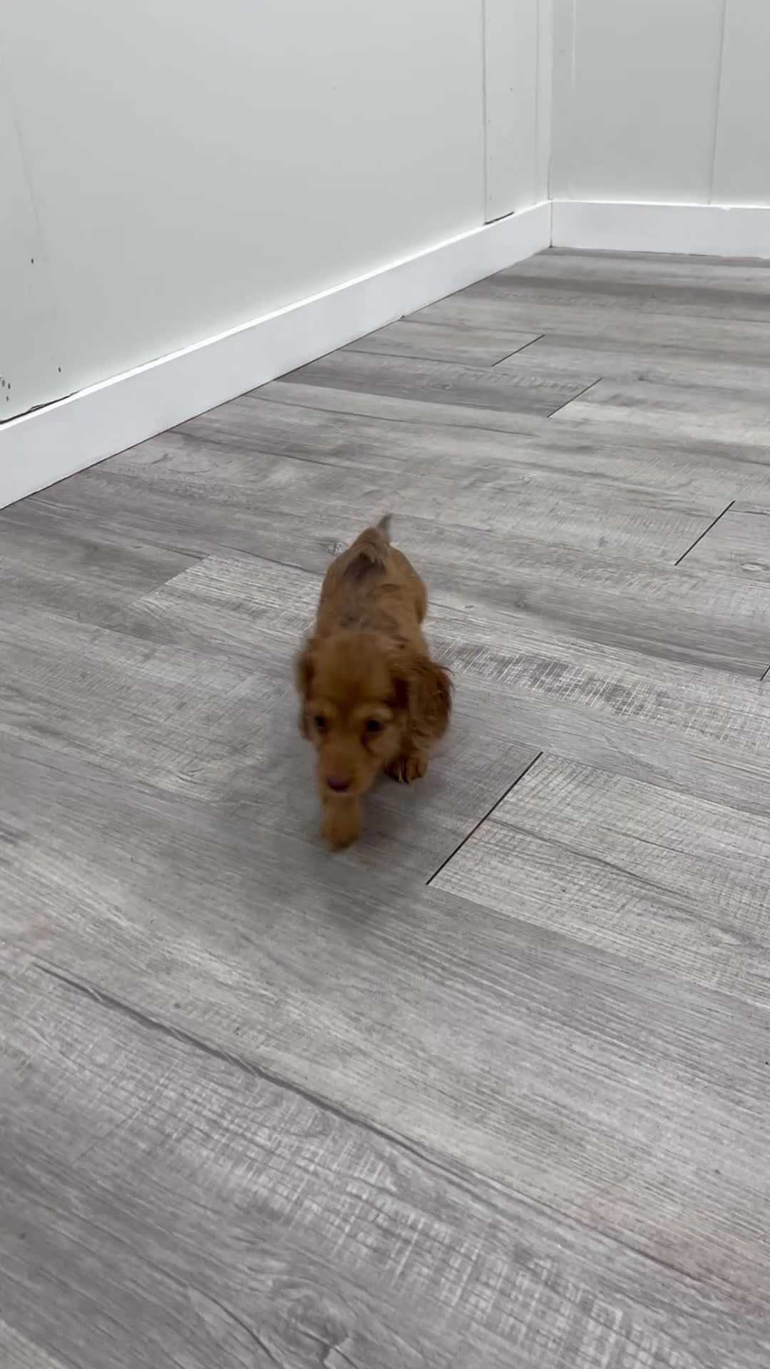 Miniature Dachshund dogs for sale: Sophie - Video 1