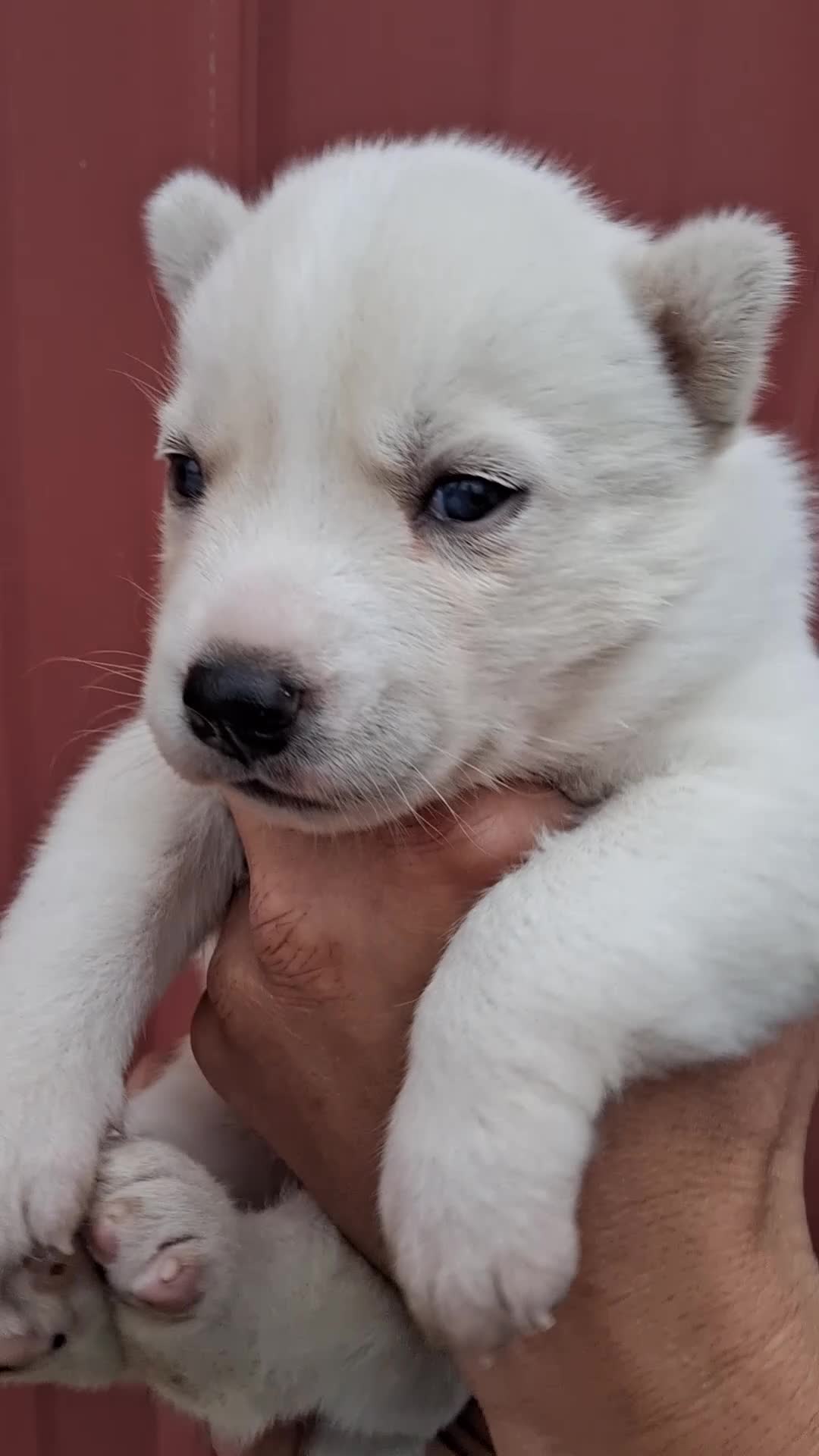 Siberian Husky dogs for sale: Darla - Video 1