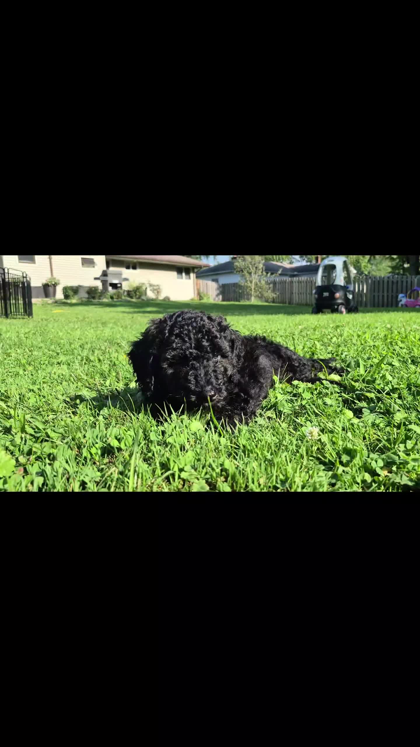 Mini Sheepadoodle dogs for sale: Apollo - Video 1