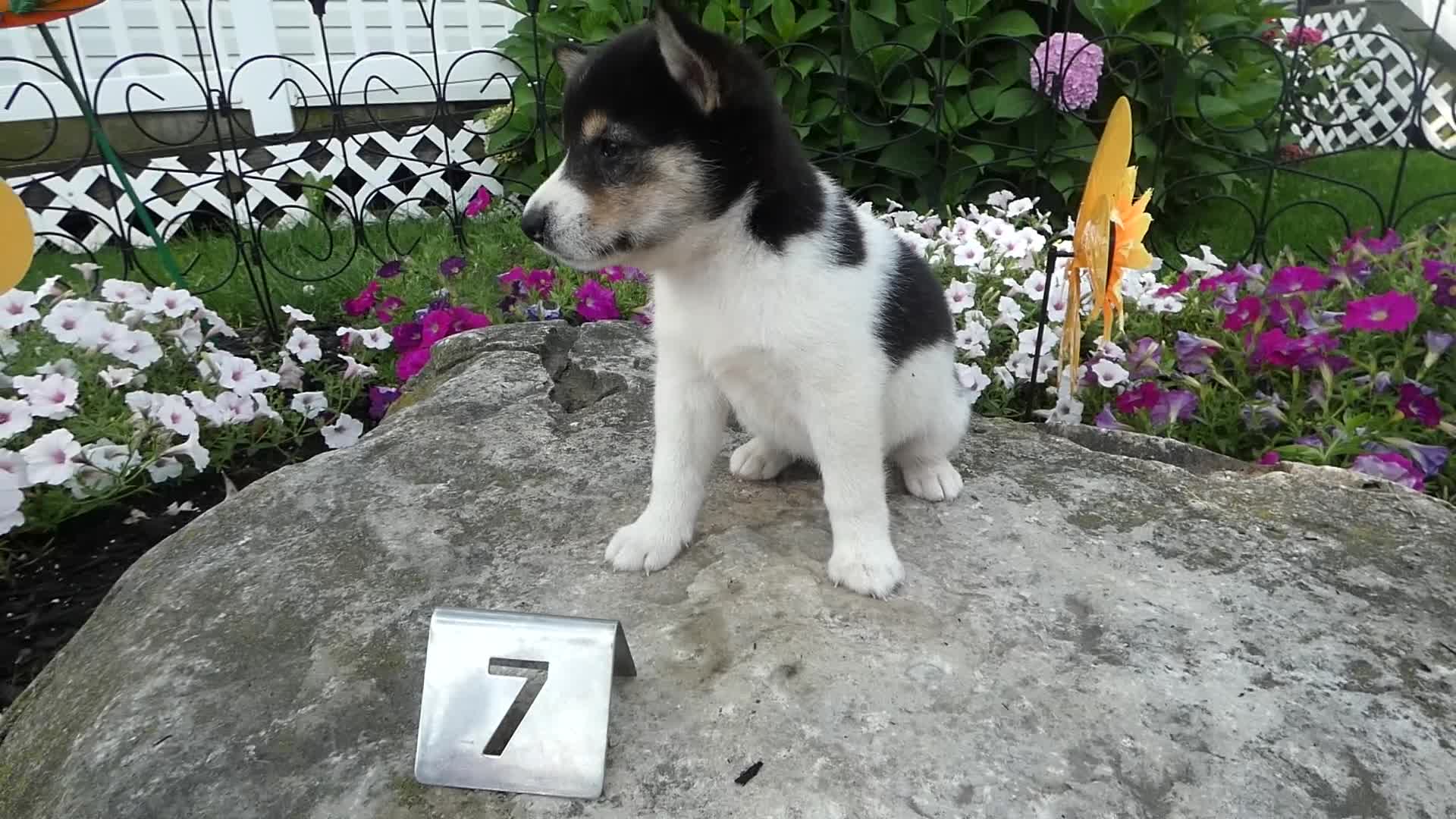 Shiba Inu dogs for sale: Shiba Inu 9 Stacy - Video 1