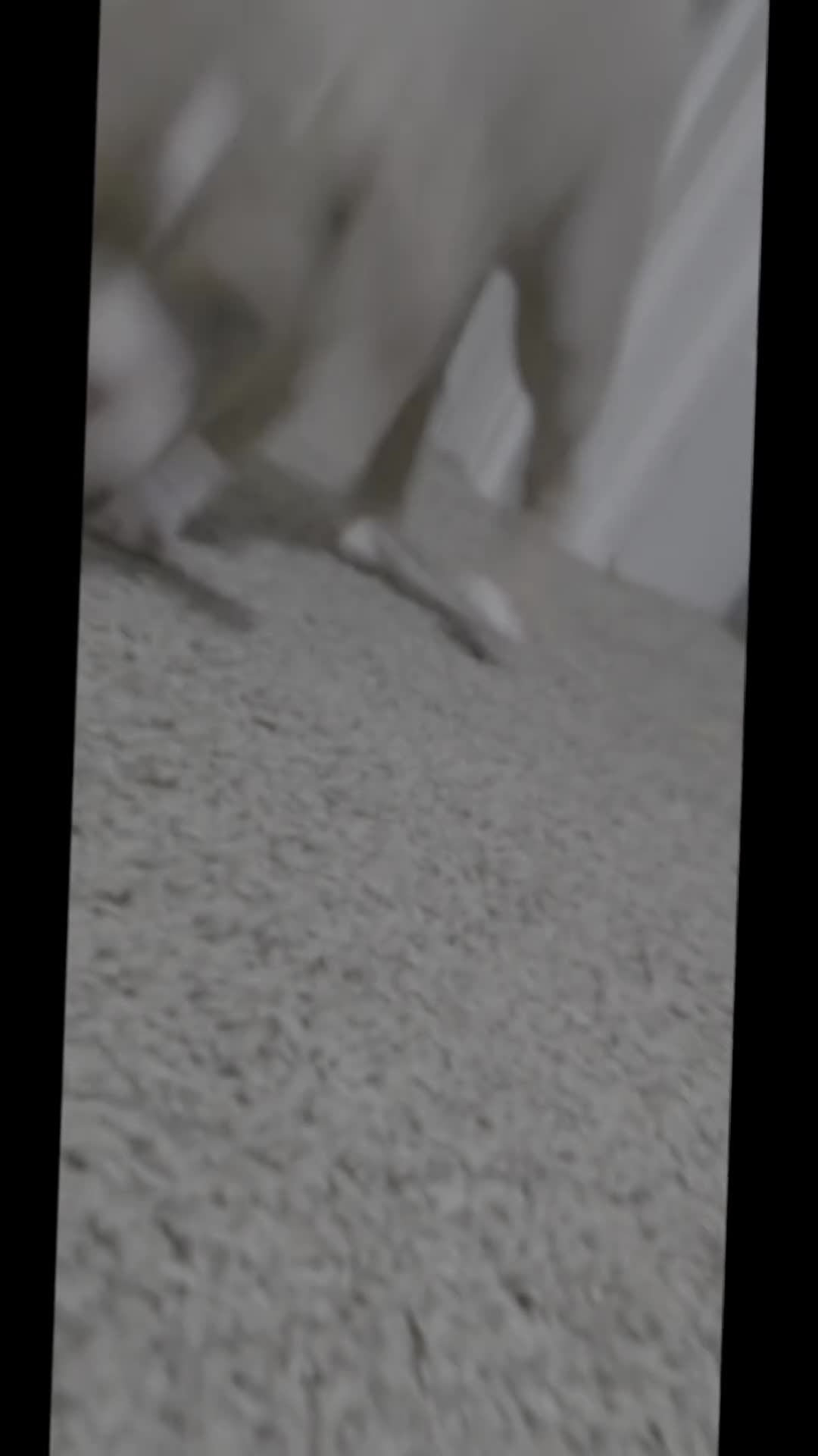 American Bully dogs for sale: Rocket - Video 1