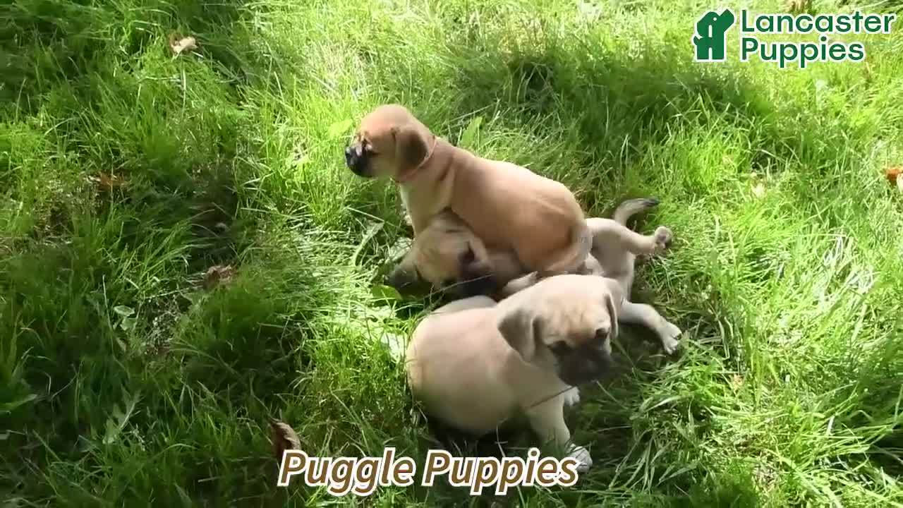 Puggle dogs for sale: Taffy - Video 1