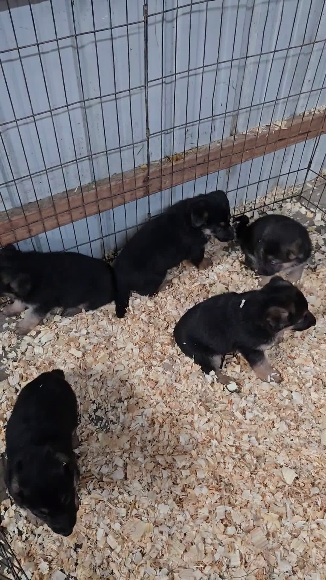 German Shepherd dogs for sale: Zara - Video 1
