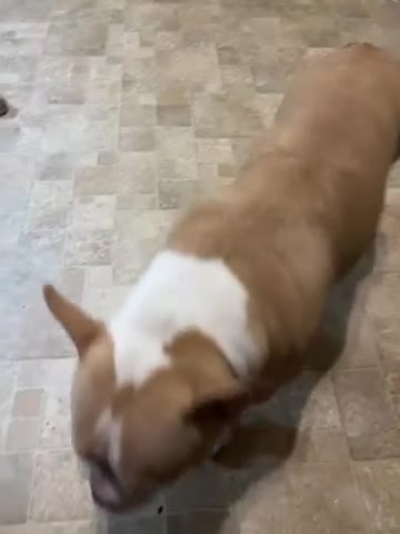 American Bully dogs for sale: American Bully 1 - Video 1