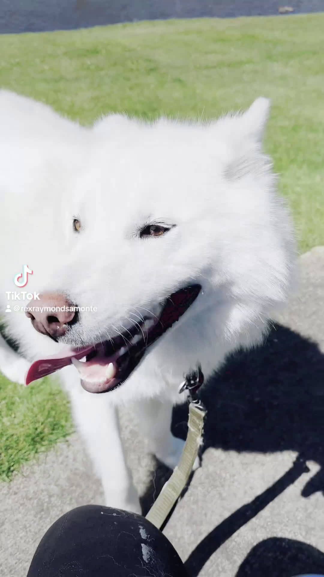 Siberian Husky dogs for sale: Frost - Video 1