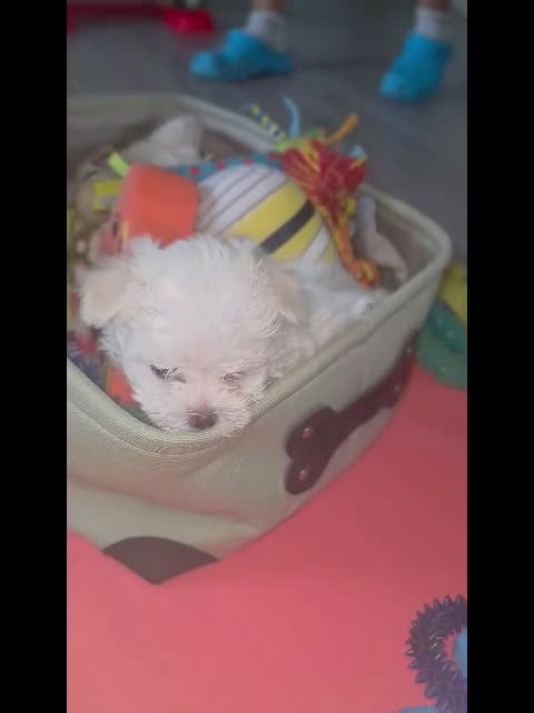 Maltese dogs for sale: 🐶 Exceptional Male Maltese Puppy – Smallest of the Litter - Video 2