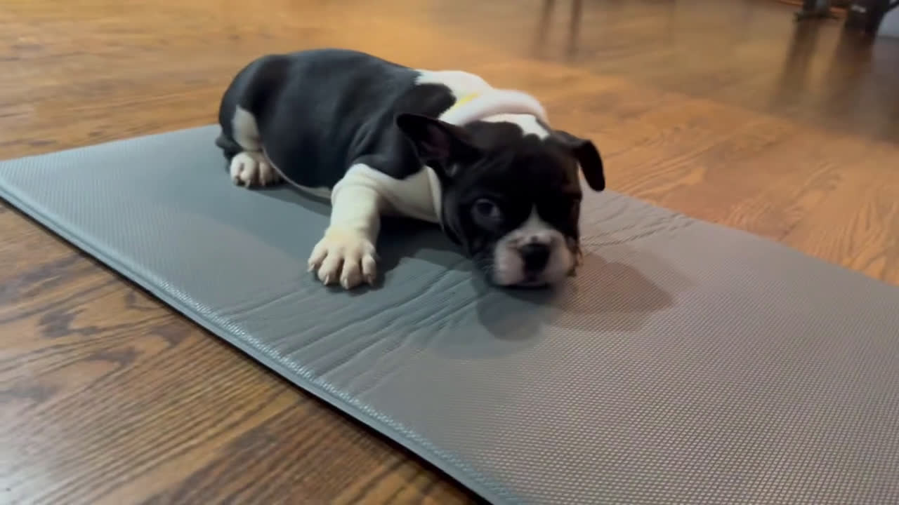 American Bully dogs for sale: American Bully Puppy 3 - Video 1