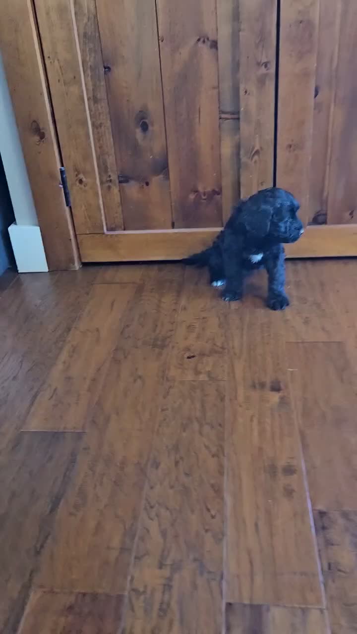 Portuguese Water Dog dogs for sale: Sailor - Video 1