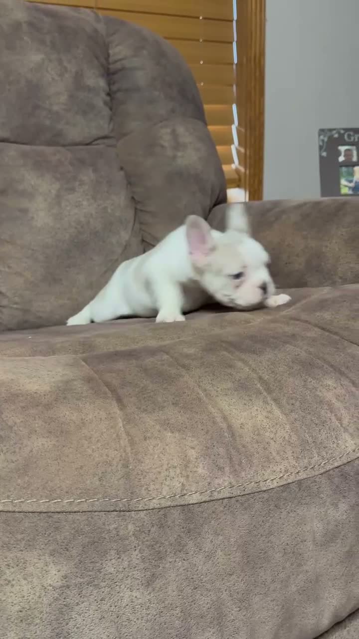 French Bulldog dogs for sale: Sammy - Video 1