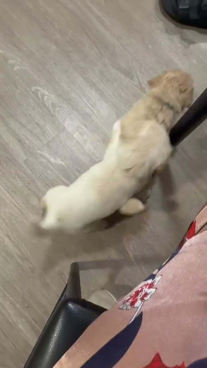 Mixed Breed dogs for sale: Blue  - Video 1