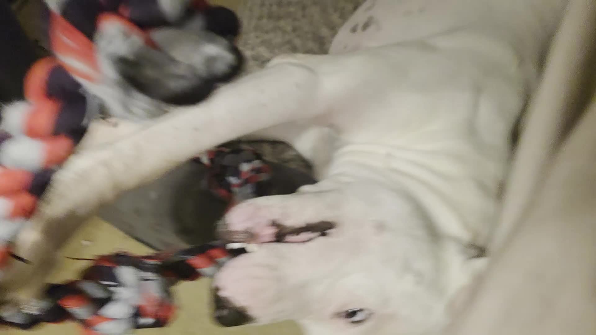Dogo Argentino dogs for stud: FOR STUD SERVICES  - Video 2
