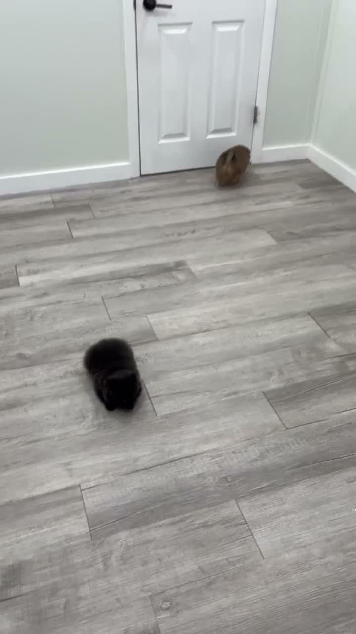 Pomeranian dogs for sale: Cuddles - Video 2