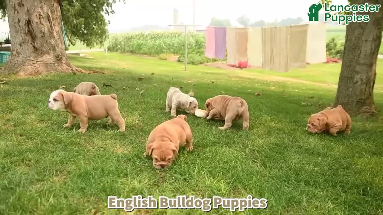 English Bulldog dogs for sale: Truman - Video 1