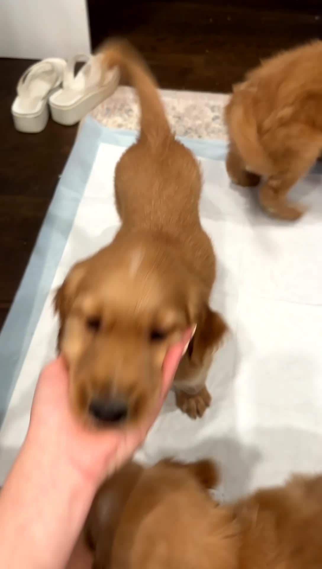 Mixed Breed dogs for sale: Wooli - Video 2