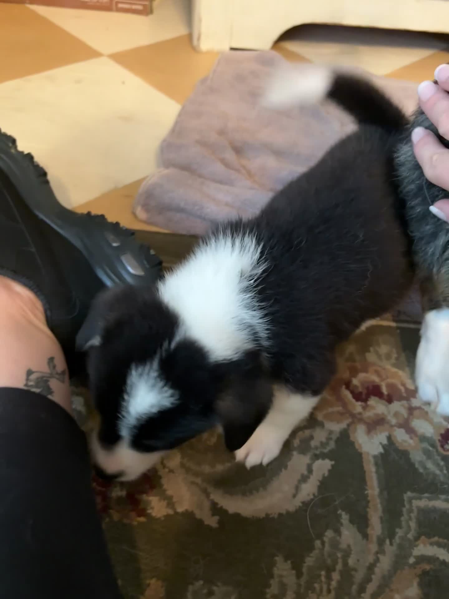 American Corgi dogs for sale: Minnie  - Video 1