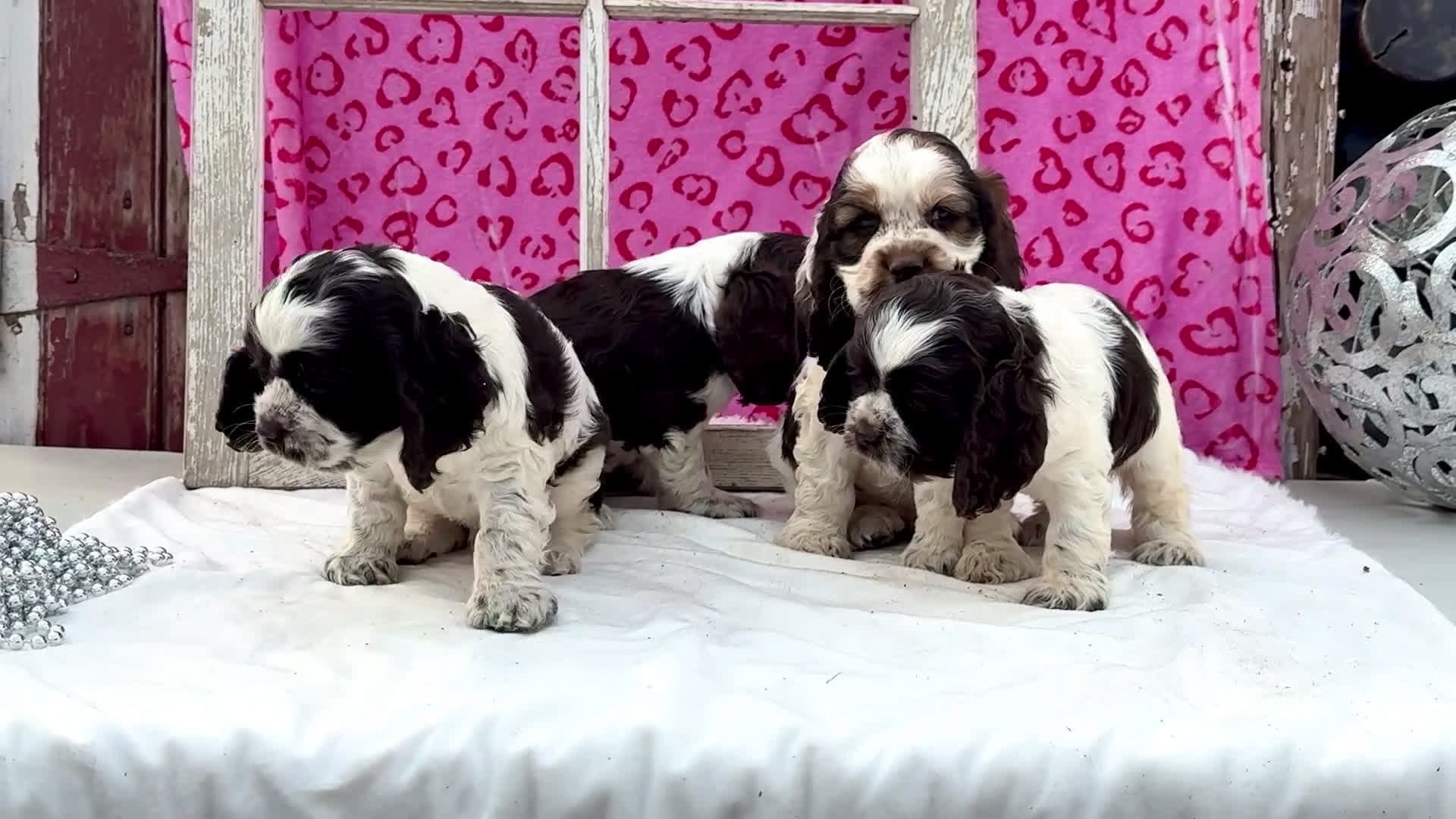Cocker Spaniel dogs for sale: Whiskers - Video 1