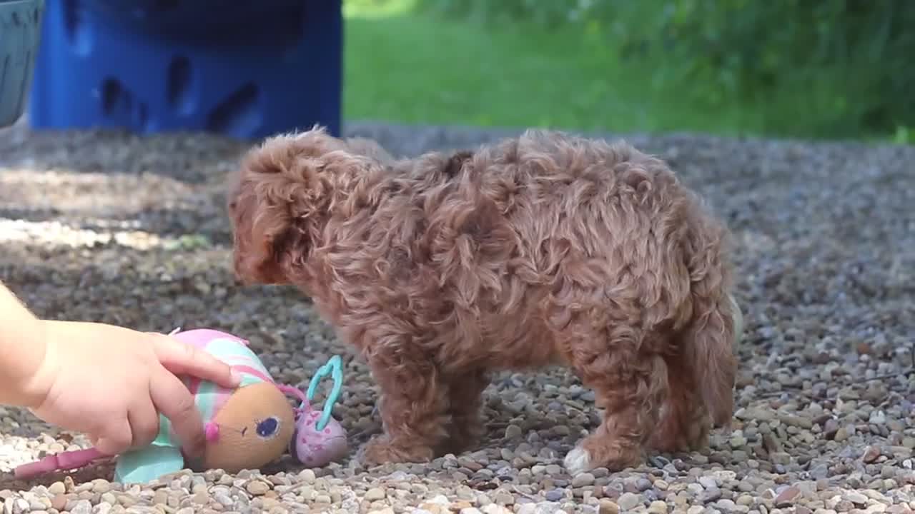 Cavapoo dogs for sale: Teddy - Video 1