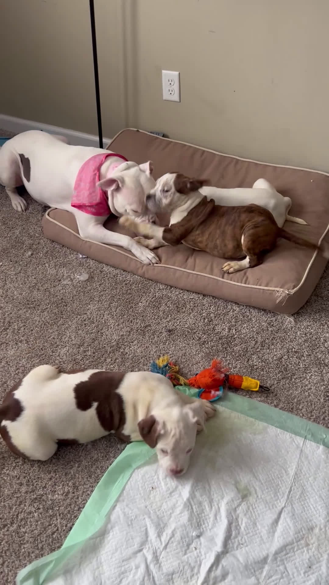 Mixed Breed dogs for sale: Mixed Breed Puppy 1 - Video 4