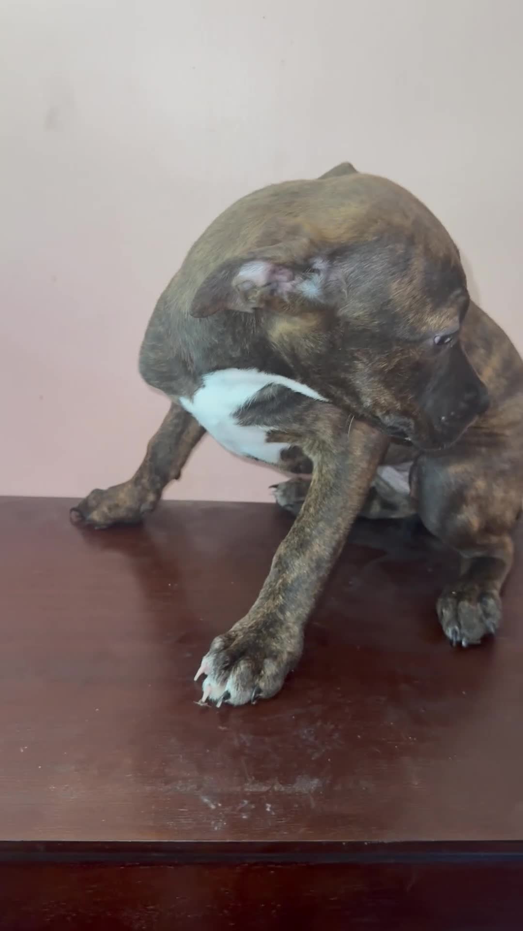 Mixed Breed dogs for sale: Violet - Video 1