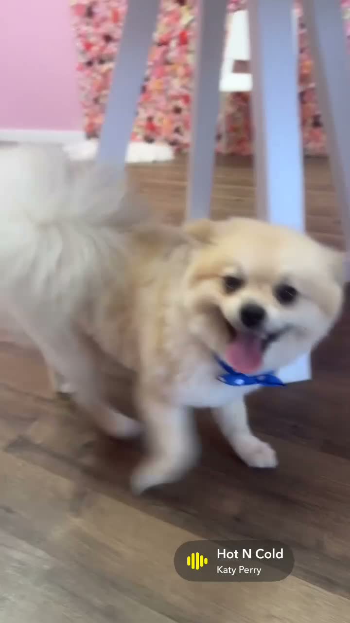 Pomeranian dogs for sale: Kodak - Video 2