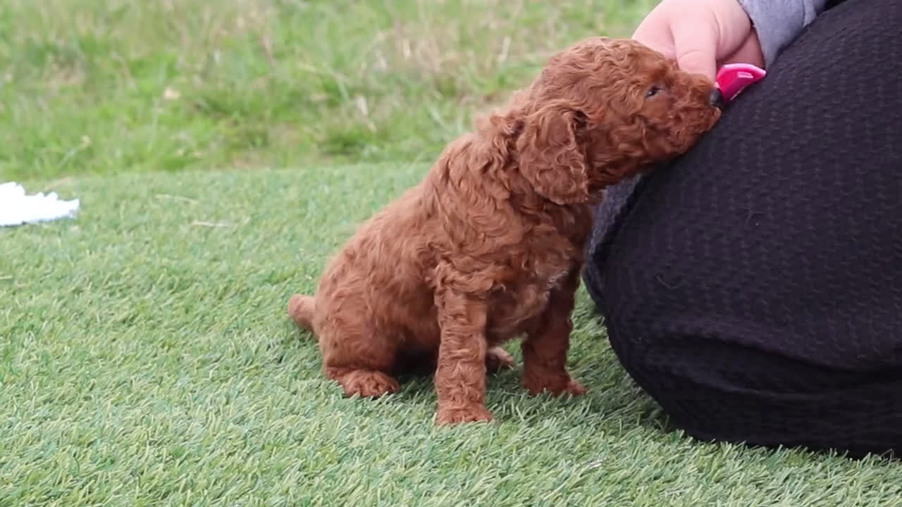 Mini Goldendoodle dogs for sale: Tigger - Video 3