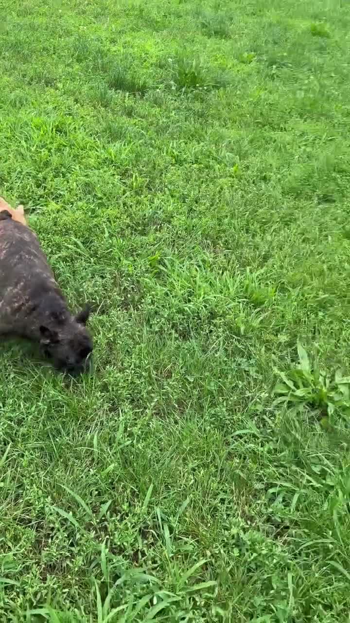 French Bulldog dogs for sale: French Bulldog 2 - Video 2