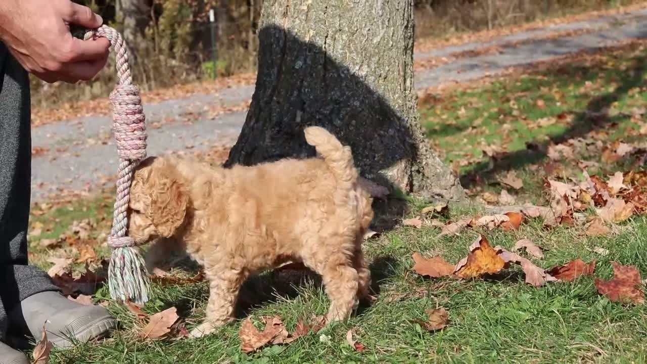 Miniature Poodle dogs for sale: June (AKC) - Video 1