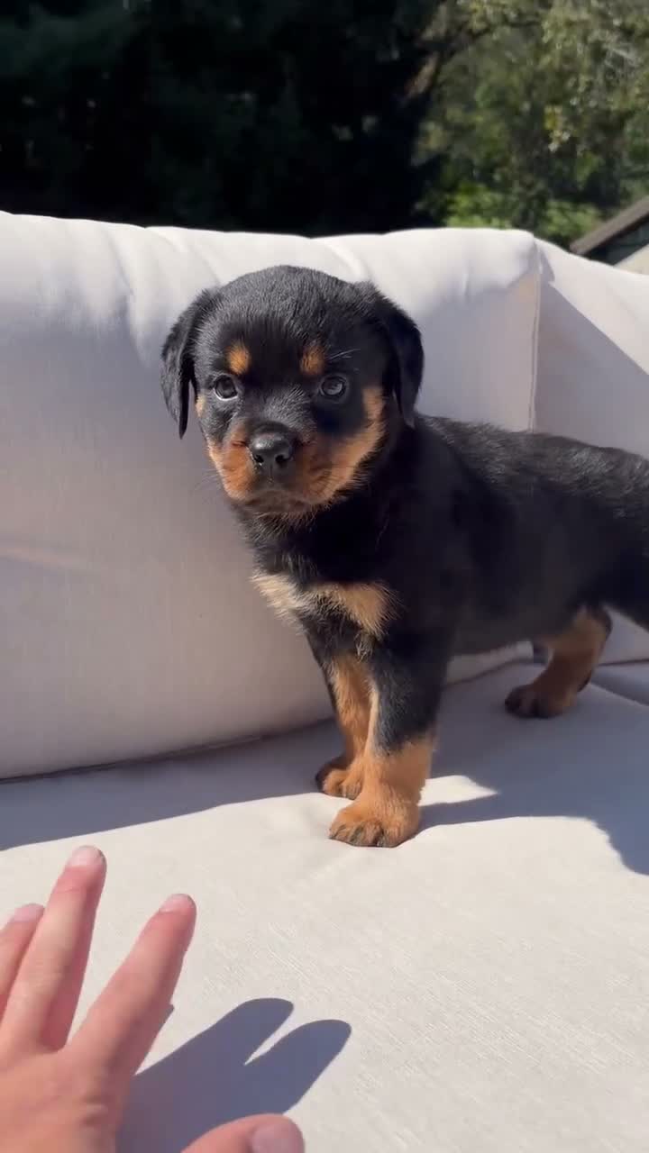 Rottweiler dogs for sale: Grace - Video 1
