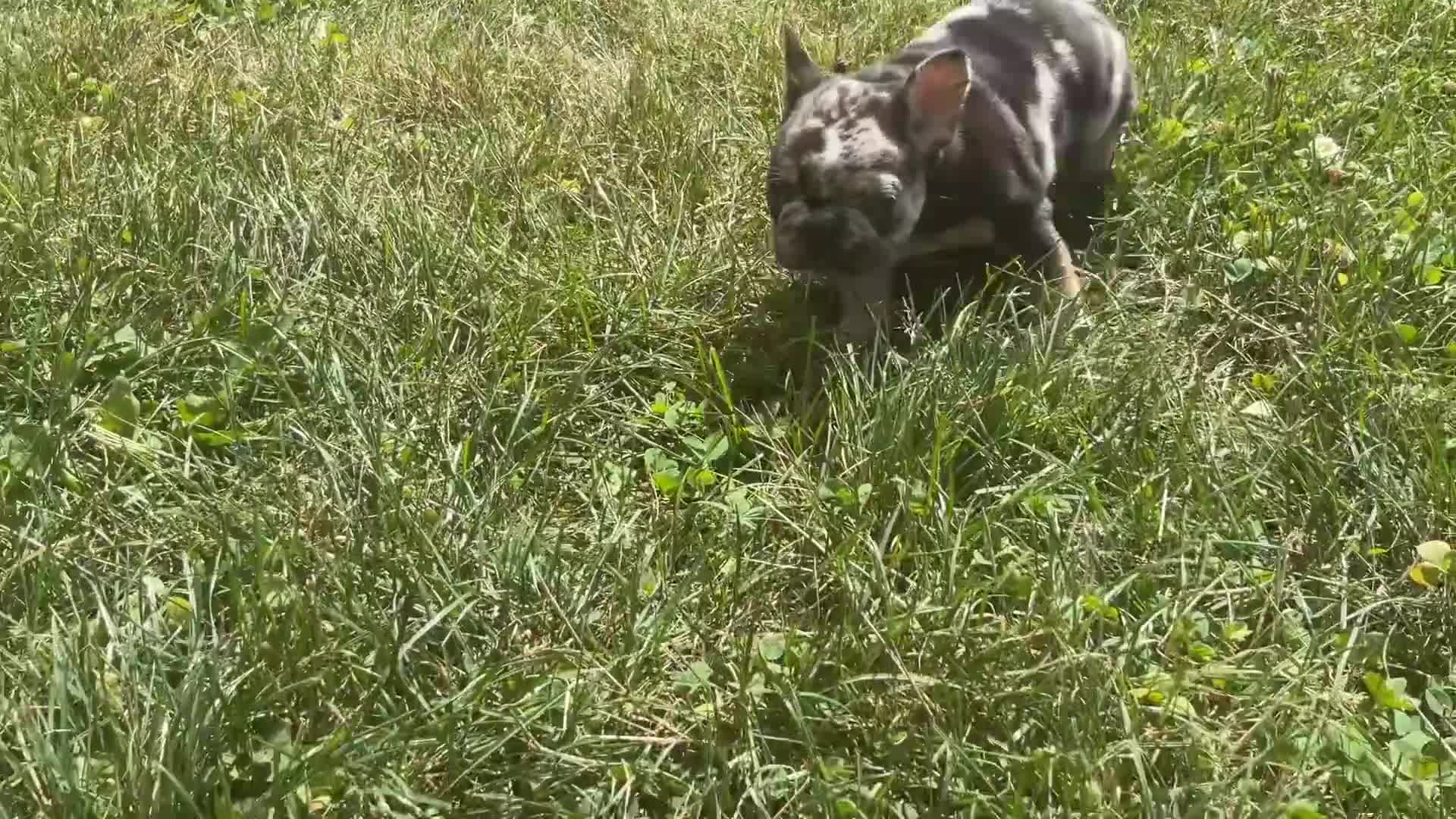 French Bulldog dogs for sale: Ruby - Video 1