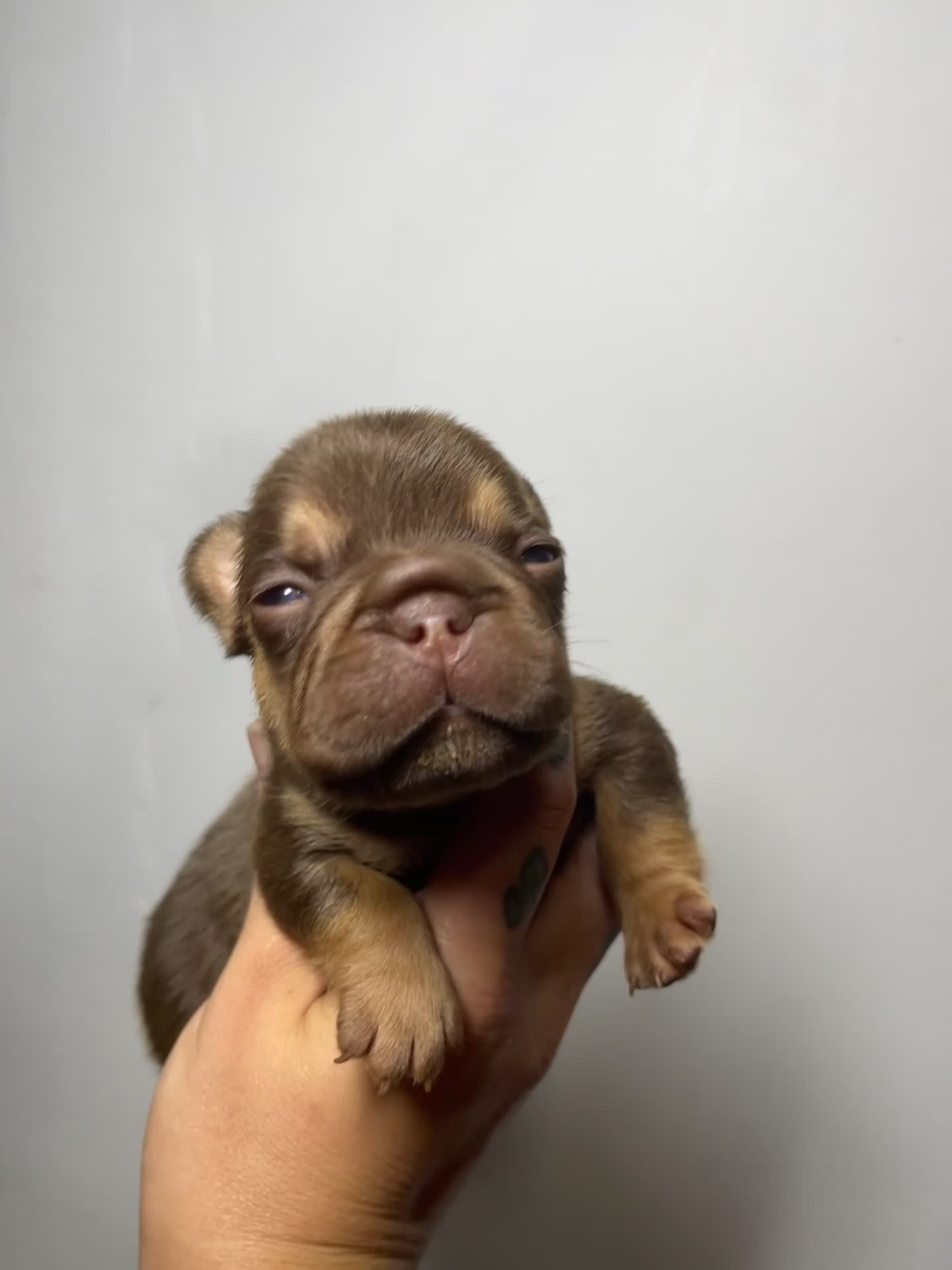 French Bulldog dogs for sale: Sunshine - Video 1