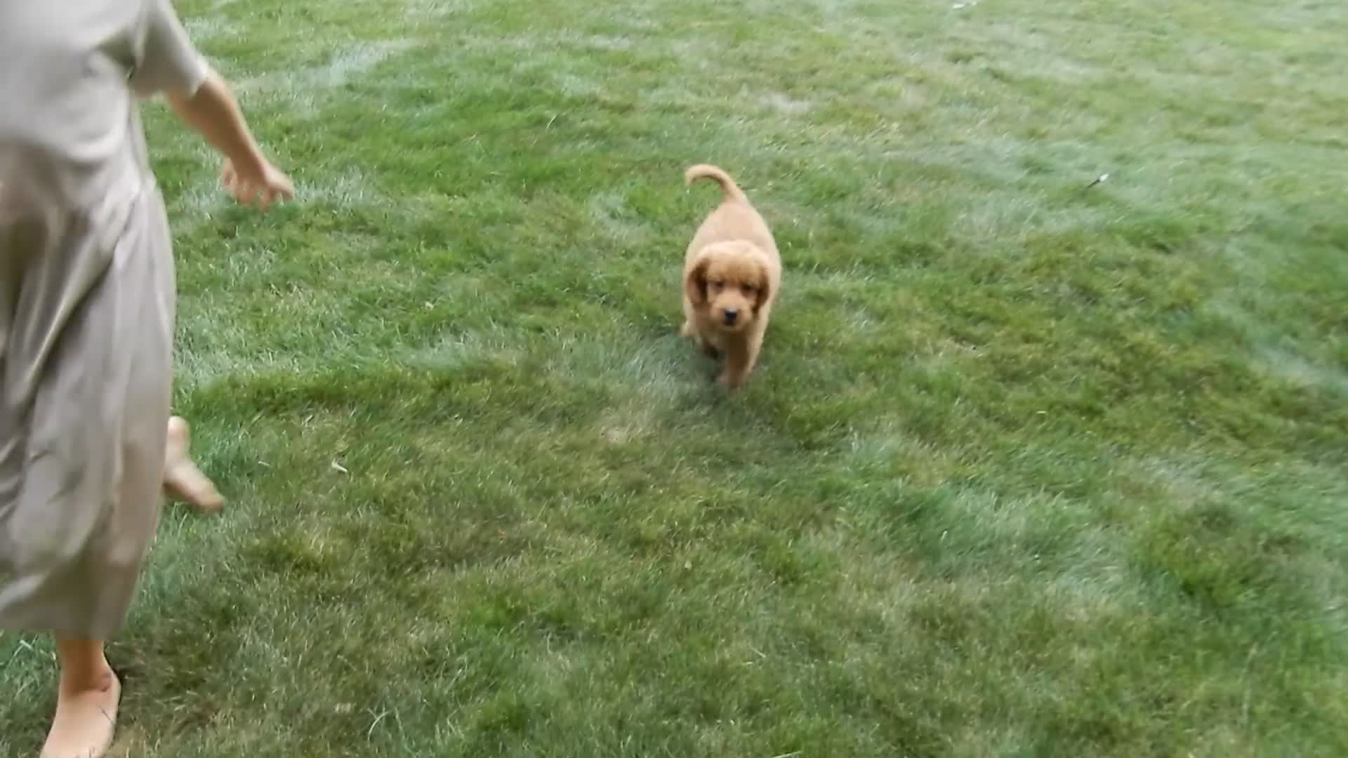 Mini Goldendoodle dogs for sale: Bella - Video 1